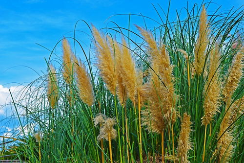 關(guān)于蘆葦開(kāi)花的詩(shī)句