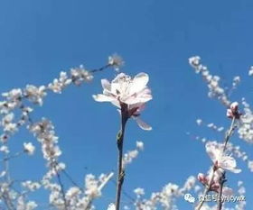 關(guān)于玉溪峨山的詩句