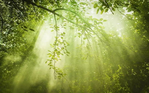 黃鸝古詩句子,黃鸝的古詩句,寫黃鸝的古詩句