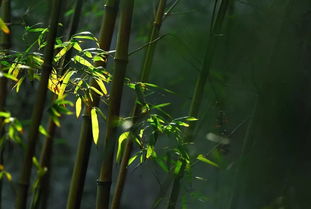 關(guān)于竹高潔品質(zhì)的詩句有哪些