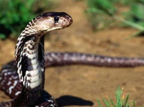 關(guān)于描寫(xiě)蛇外貌的詩(shī)句