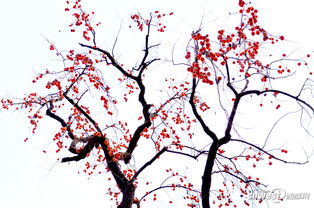 關(guān)于柿子的詩句什么燈籠掛樹梢