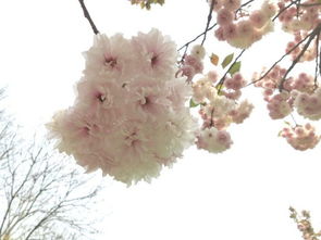 花草春的詩句古詩詞