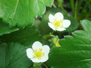 草莓花的古詩句