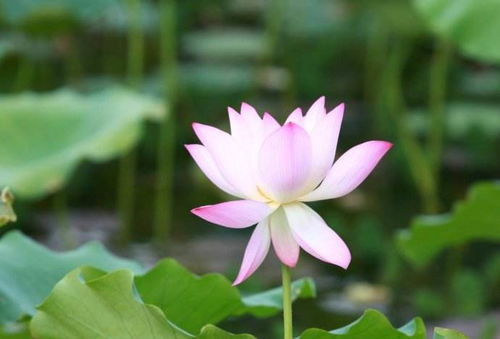 古詩中用通感的詩句