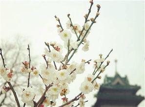 杏花,詩(shī)句,梅花,菊花