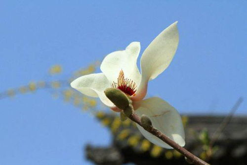 凋謝的玉蘭花古詩句