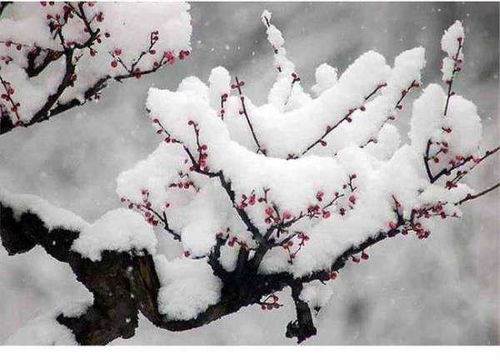 關(guān)于描寫冬天梅花詩句