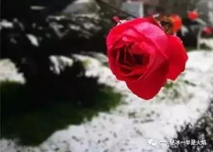 關(guān)于雪花飛舞的現(xiàn)代詩句