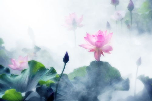 帶有荷花的古詩詞詩句