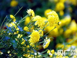 關(guān)于茶跟花的詩(shī)句