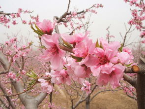 桃花的詩句有什么,含有桃花的詩句有什么,寫桃花的詩句有什么