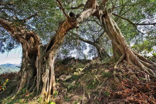 關于水聲潺潺的詩句