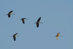 關(guān)于湖泉島鳥(niǎo)的詩(shī)句