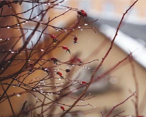 有沒有帶雨的詩句,有沒有寫冬天的詩句,有沒有寫鳥的詩句