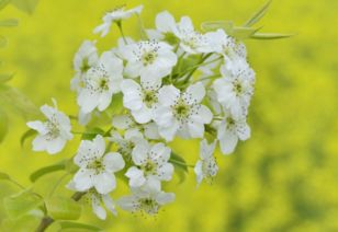 關于含有梨花的詩句