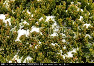 松樹,詩句,覆蓋,于雪