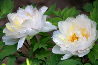 有關(guān)牡丹花古詩(shī)句