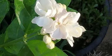 關(guān)于茉莉花的簡(jiǎn)單詩(shī)句