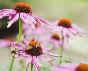 關(guān)于母愛的詩(shī)句英語(yǔ)