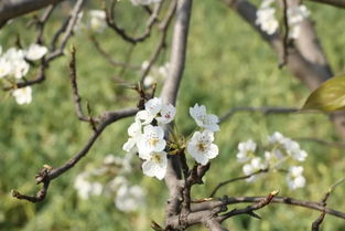 關(guān)于桃樹杏樹梨樹的詩句