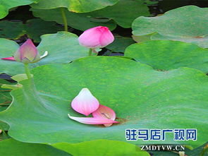 關(guān)于雨后蓮花的詩句有