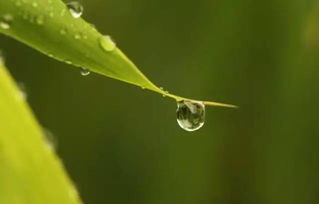 關(guān)于白露的帶木的詩(shī)句