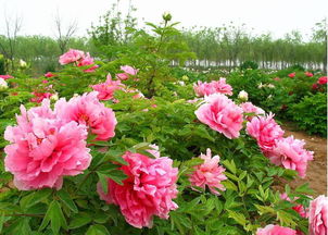 贊美牡丹的詩句古詩劉禹錫