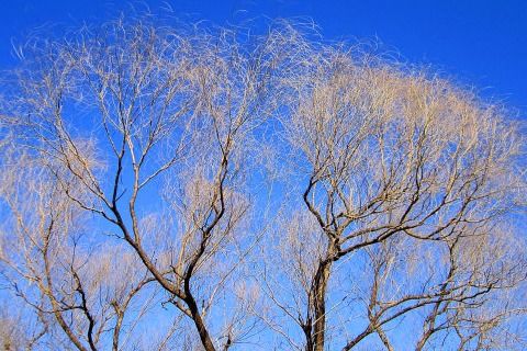 關(guān)于柳的詩句及解釋