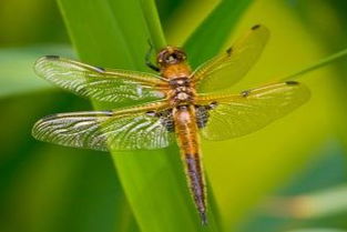 關于蓮的詩句帶這蜻蜓