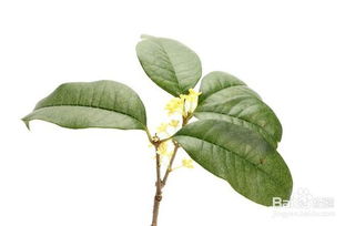 古詩詞,詩句,描寫