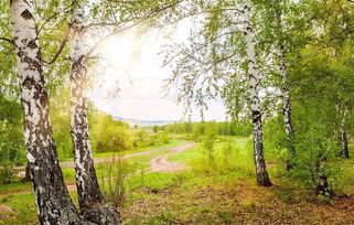 有關(guān)春天景色的詩句古詩,描寫春天景色詩句古詩,關(guān)于春天花的詩句古詩