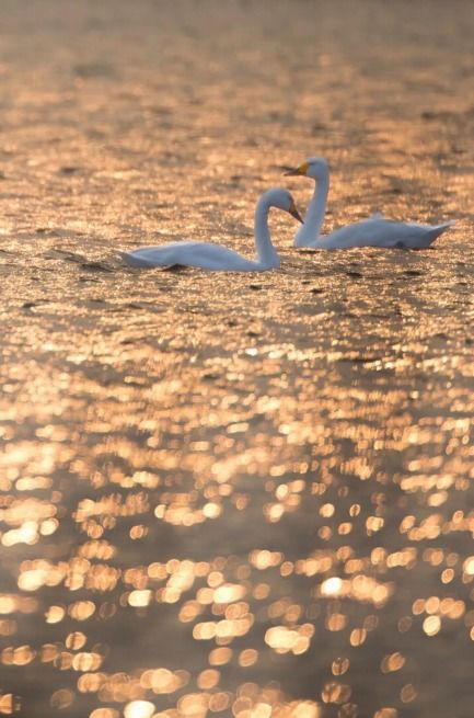 關(guān)于窗字的詩句