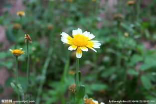 關于茼蒿花的詩句