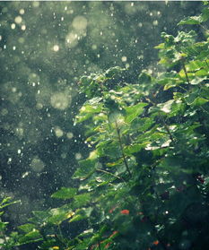 關(guān)于雨節(jié)氣的詩句