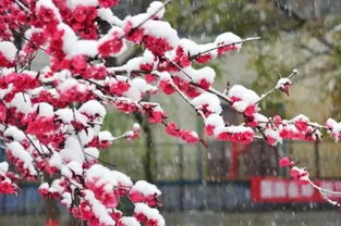 連續(xù)帶雪字的古詩(shī)句