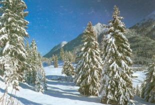 贊揚(yáng)松樹(shù)的古詩(shī)句