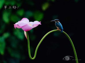 古詩中寫鳥類交配的詩句