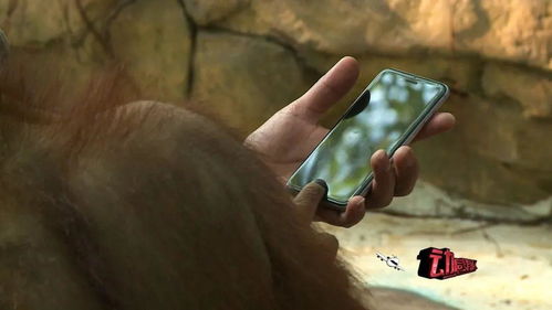 關(guān)于猿和猴的詩(shī)句