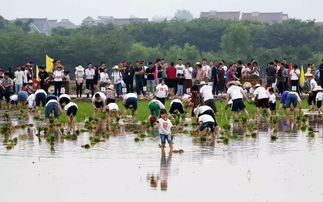 關(guān)于種田辛苦的詩句