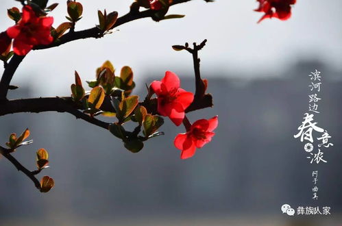 寫一句與春花有關的古詩句