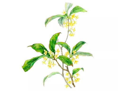 王維關(guān)于桂花的詩句