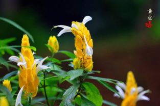 關(guān)于黃金塔花的詩句