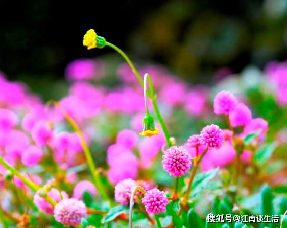 關(guān)于辛苦但收獲的詩(shī)句