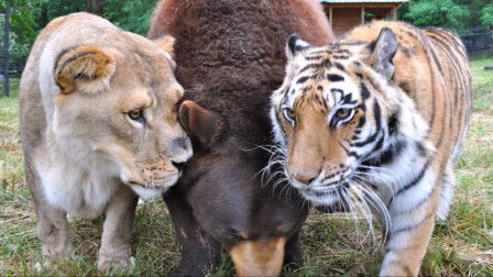 關(guān)于虎和獅子的成語(yǔ)俗語(yǔ)詩(shī)句