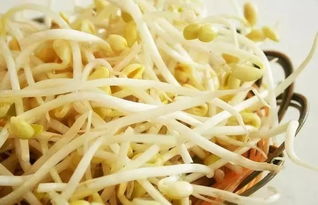 關(guān)于發(fā)豆芽的詩句