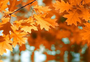 關于楓葉唯美的詩句