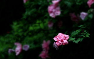 木槿花唯美古詩(shī)句6