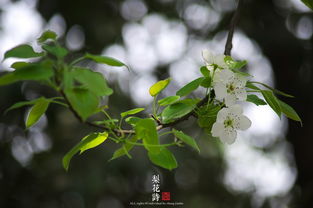 梨花的詩句古詩