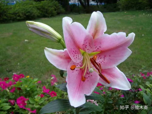 百合花,古詩,詩句